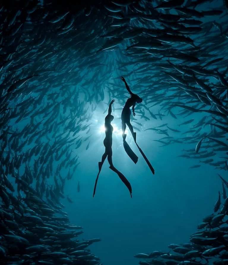 Scuba Diving with Fish circle