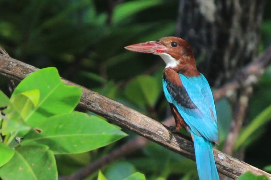 Birdwatching (half day) at Chidyatapu & Burmanallah Wetlands