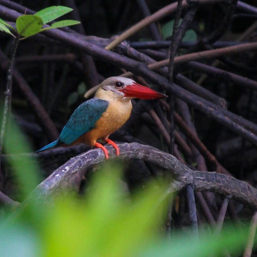 BIRDWATCHING IN THE ANDAMAN ISLANDS