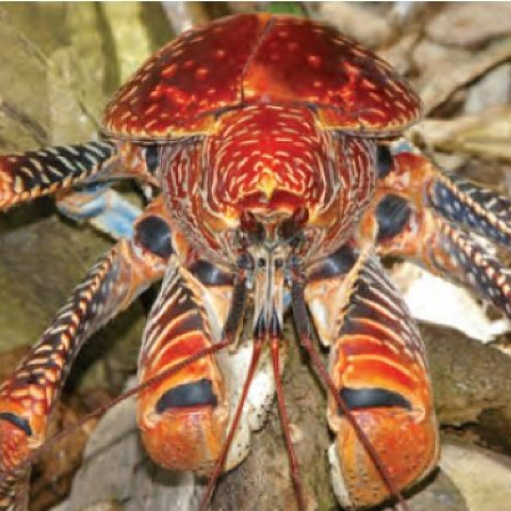 ARTHROPOD BIRGUS LATRO (Coconut Crab)