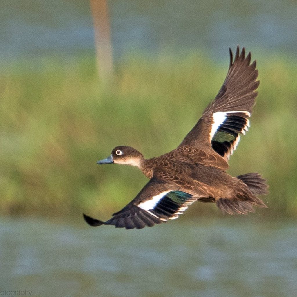 Andaman Teal (Endemic)