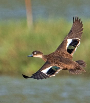 Andaman Teal (Endemic)